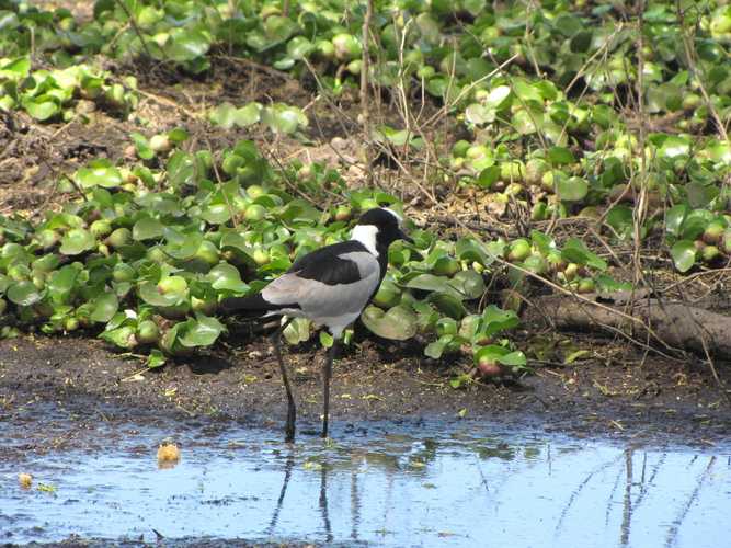 По национальным паркам Кении. Самостоятельно. Бюджетно. Соло. Январь 2026