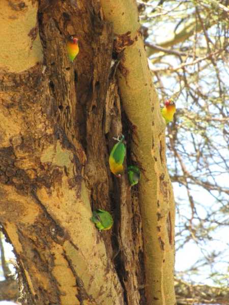 По национальным паркам Кении. Самостоятельно. Бюджетно. Соло. Январь 2026