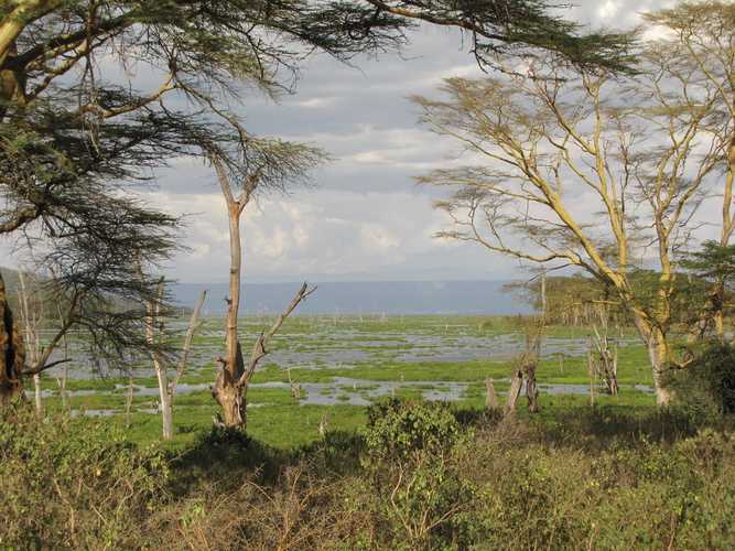 По национальным паркам Кении. Самостоятельно. Бюджетно. Соло. Январь 2026