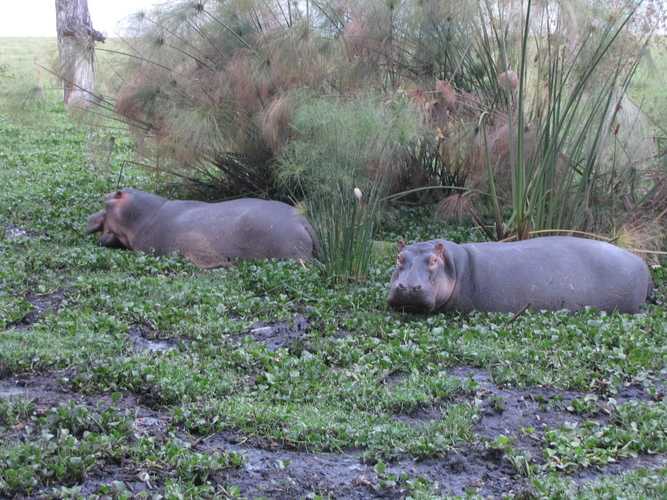 По национальным паркам Кении. Самостоятельно. Бюджетно. Соло. Январь 2026