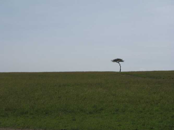 По национальным паркам Кении. Самостоятельно. Бюджетно. Соло. Январь 2026