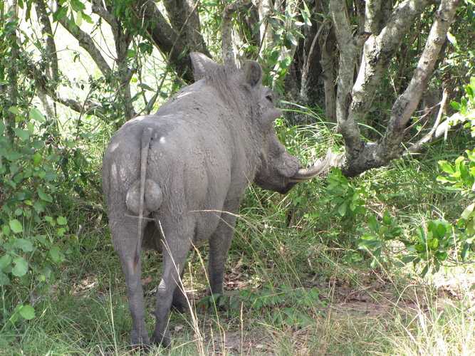 По национальным паркам Кении. Самостоятельно. Бюджетно. Соло. Январь 2026