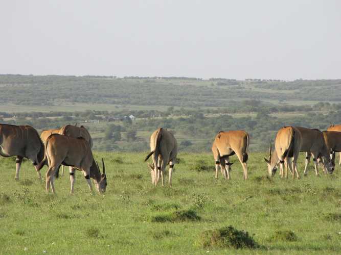 По национальным паркам Кении. Самостоятельно. Бюджетно. Соло. Январь 2026