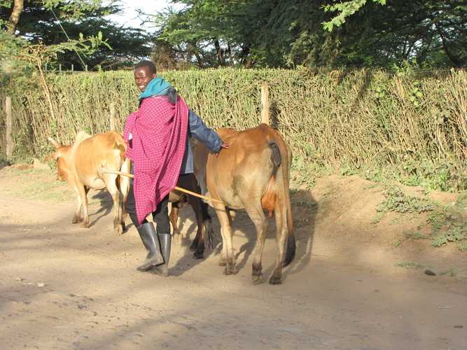 По национальным паркам Кении. Самостоятельно. Бюджетно. Соло. Январь 2026