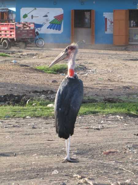 По национальным паркам Кении. Самостоятельно. Бюджетно. Соло. Январь 2026