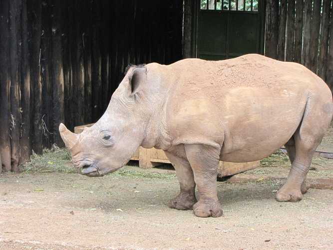 По национальным паркам Кении. Самостоятельно. Бюджетно. Соло. Январь 2026