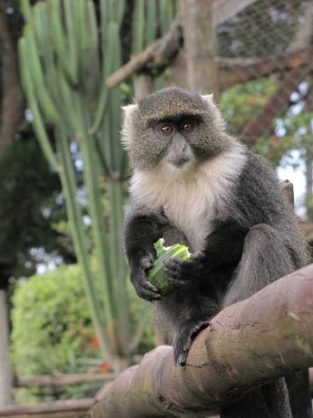 По национальным паркам Кении. Самостоятельно. Бюджетно. Соло. Январь 2026