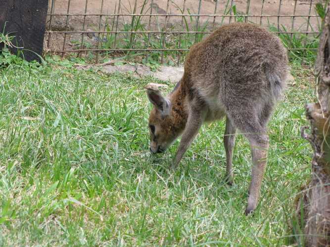 По национальным паркам Кении. Самостоятельно. Бюджетно. Соло. Январь 2026