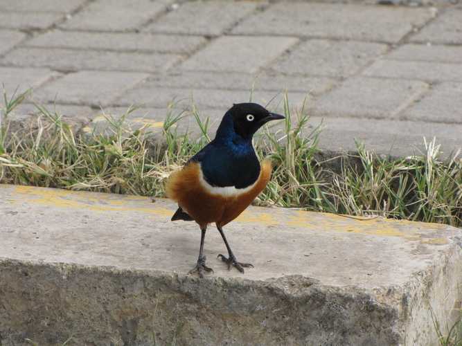 По национальным паркам Кении. Самостоятельно. Бюджетно. Соло. Январь 2026