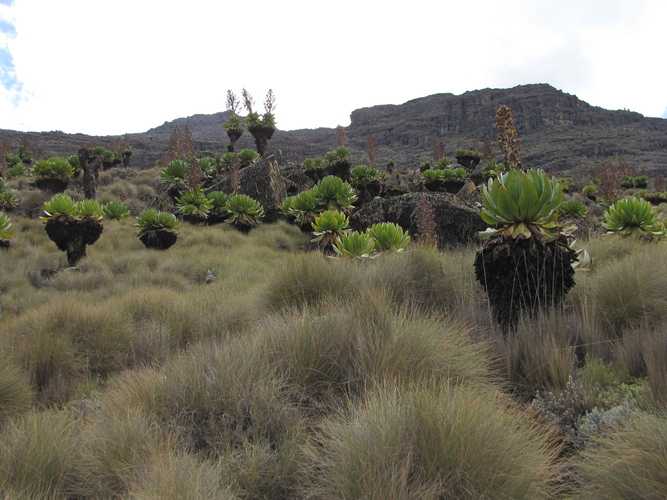 По национальным паркам Кении. Самостоятельно. Бюджетно. Соло. Январь 2026