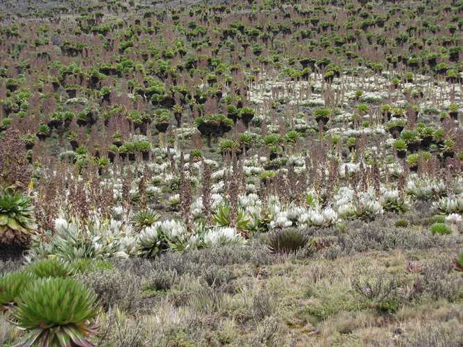 По национальным паркам Кении. Самостоятельно. Бюджетно. Соло. Январь 2026