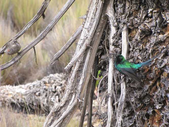 По национальным паркам Кении. Самостоятельно. Бюджетно. Соло. Январь 2026