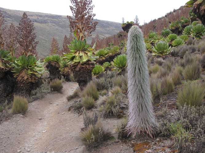 По национальным паркам Кении. Самостоятельно. Бюджетно. Соло. Январь 2026