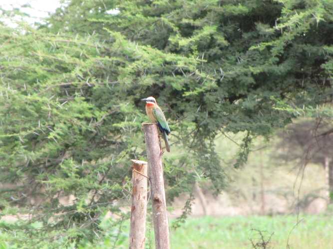 По национальным паркам Кении. Самостоятельно. Бюджетно. Соло. Январь 2026