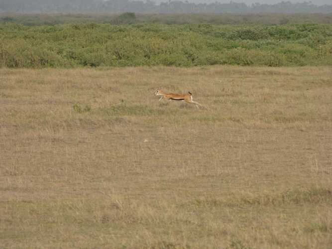 По национальным паркам Кении. Самостоятельно. Бюджетно. Соло. Январь 2026