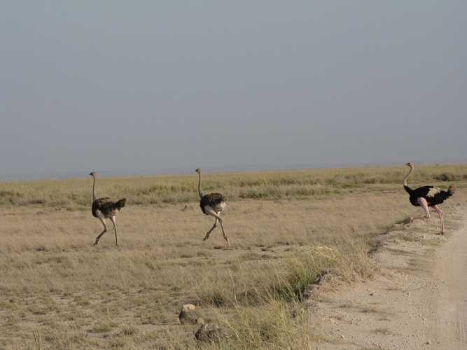 По национальным паркам Кении. Самостоятельно. Бюджетно. Соло. Январь 2026