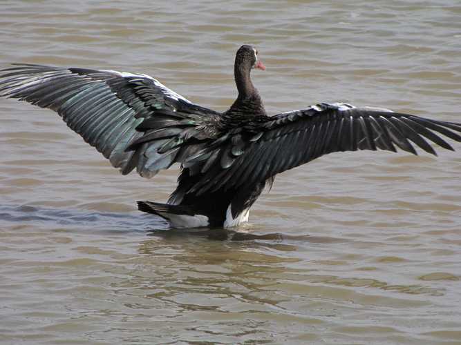 По национальным паркам Кении. Самостоятельно. Бюджетно. Соло. Январь 2026