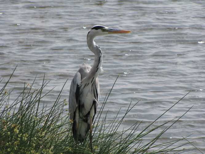 По национальным паркам Кении. Самостоятельно. Бюджетно. Соло. Январь 2026