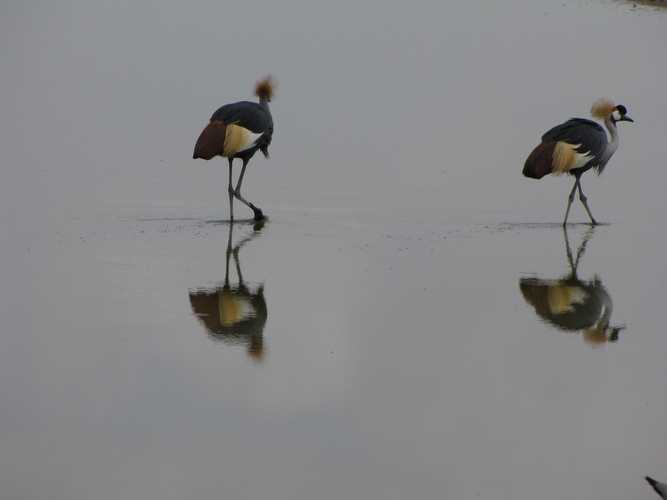 По национальным паркам Кении. Самостоятельно. Бюджетно. Соло. Январь 2026