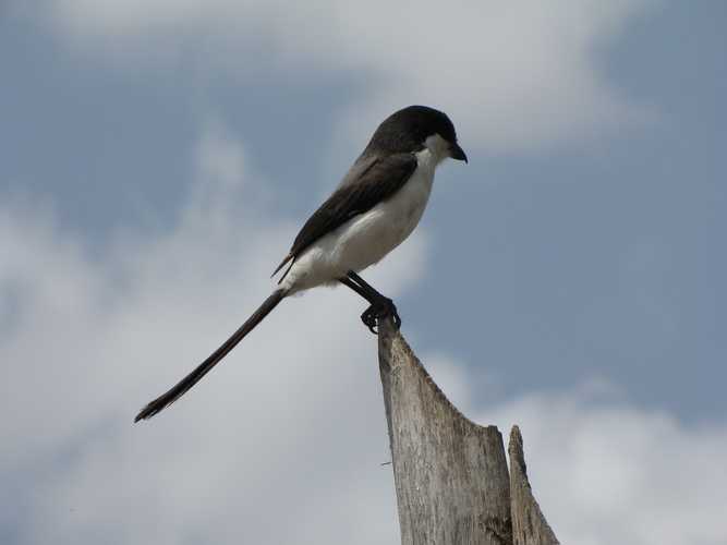 По национальным паркам Кении. Самостоятельно. Бюджетно. Соло. Январь 2026