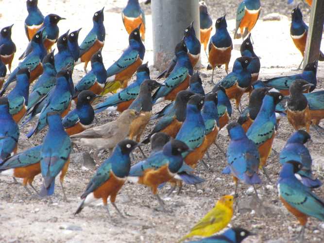 По национальным паркам Кении. Самостоятельно. Бюджетно. Соло. Январь 2026