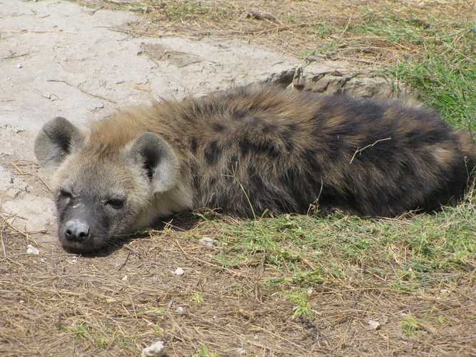 По национальным паркам Кении. Самостоятельно. Бюджетно. Соло. Январь 2026