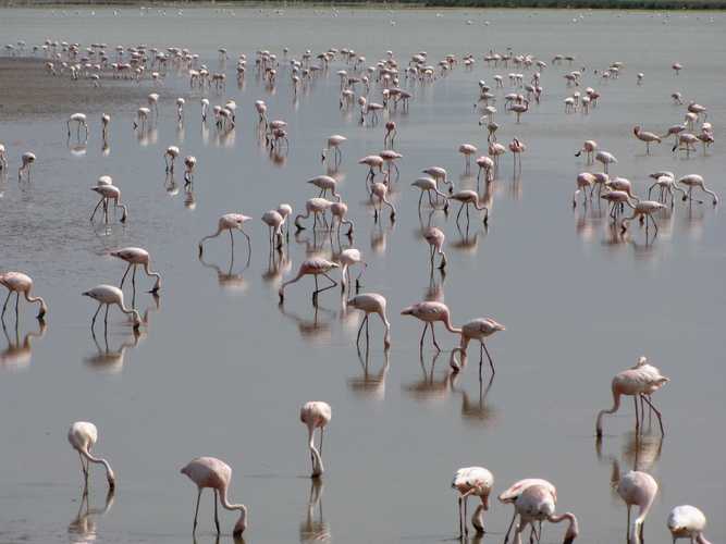По национальным паркам Кении. Самостоятельно. Бюджетно. Соло. Январь 2026