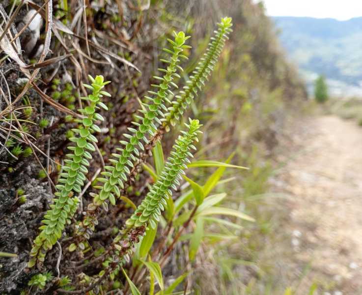 Эквадор, в натуре!  С юга на север через всю страну (февраль 2026)