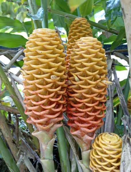 Эквадор, в натуре!  С юга на север через всю страну (февраль 2026)