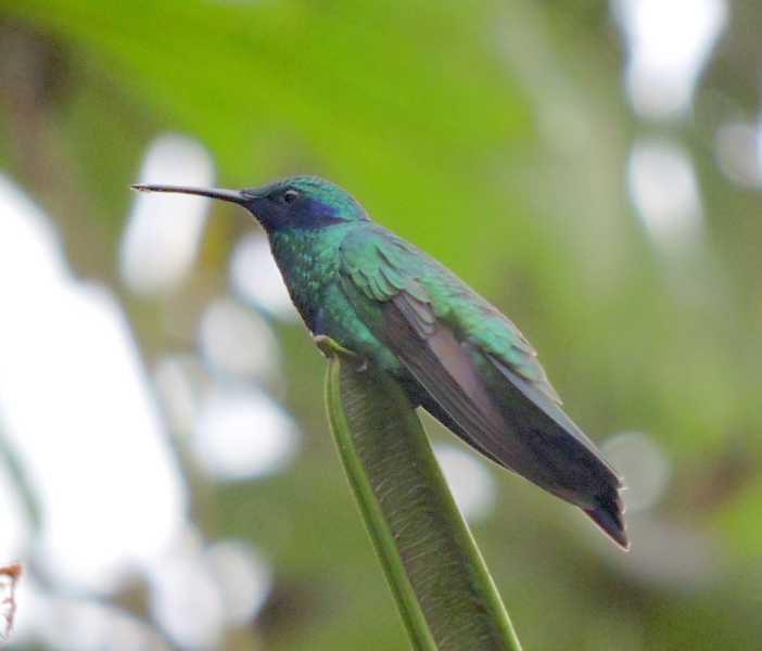 Эквадор, в натуре!  С юга на север через всю страну (февраль 2026)