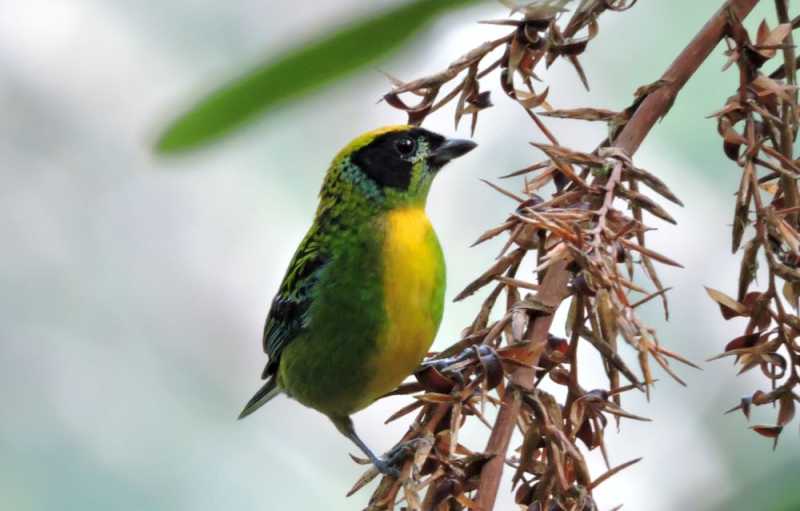 Эквадор, в натуре!  С юга на север через всю страну (февраль 2026)