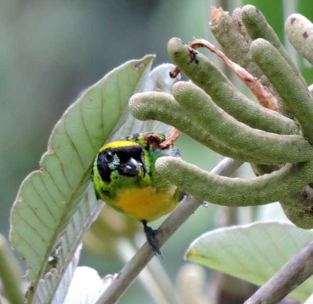 Эквадор, в натуре!  С юга на север через всю страну (февраль 2026)