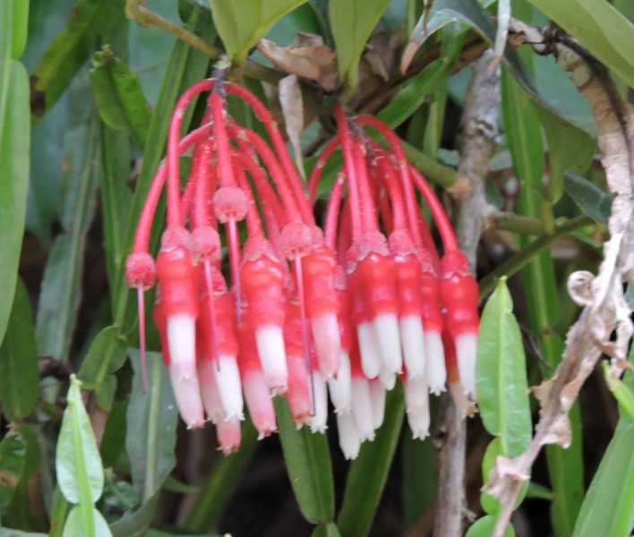 Эквадор, в натуре!  С юга на север через всю страну (февраль 2026)