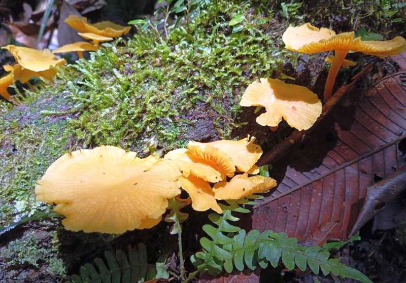 Эквадор, в натуре!  С юга на север через всю страну (февраль 2026)