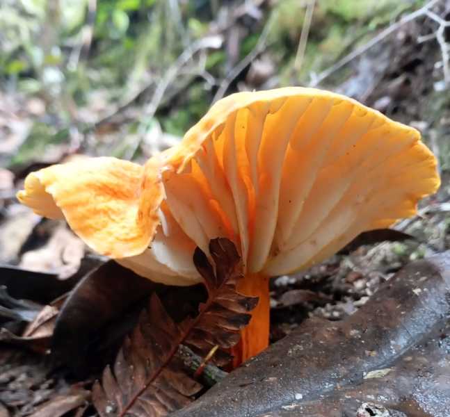 Эквадор, в натуре!  С юга на север через всю страну (февраль 2026)