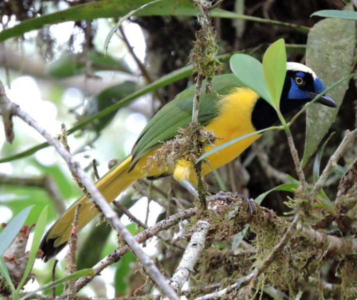 Эквадор, в натуре!  С юга на север через всю страну (февраль 2026)