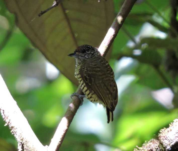 Эквадор, в натуре!  С юга на север через всю страну (февраль 2026)
