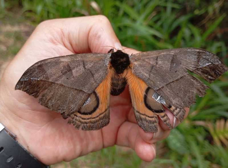 Эквадор, в натуре!  С юга на север через всю страну (февраль 2026)