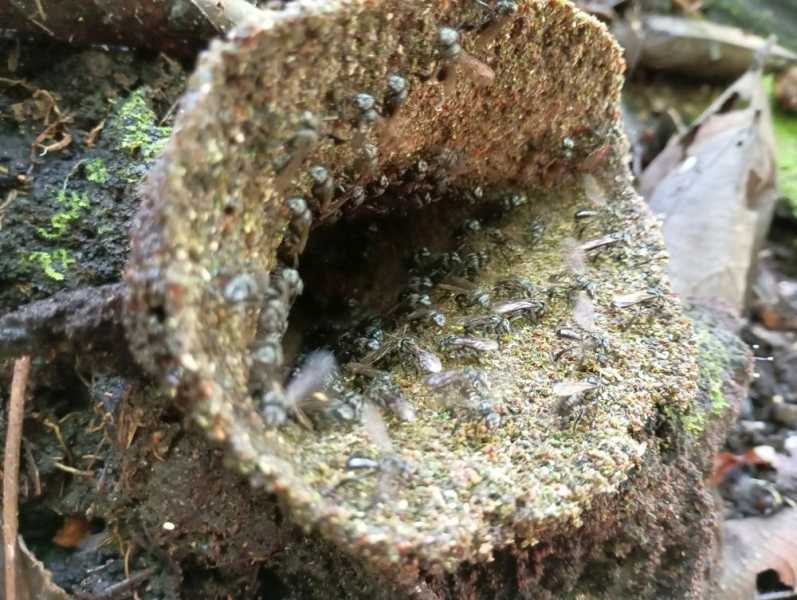 Эквадор, в натуре!  С юга на север через всю страну (февраль 2026)