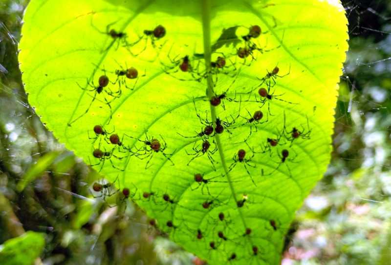 Эквадор, в натуре!  С юга на север через всю страну (февраль 2026)