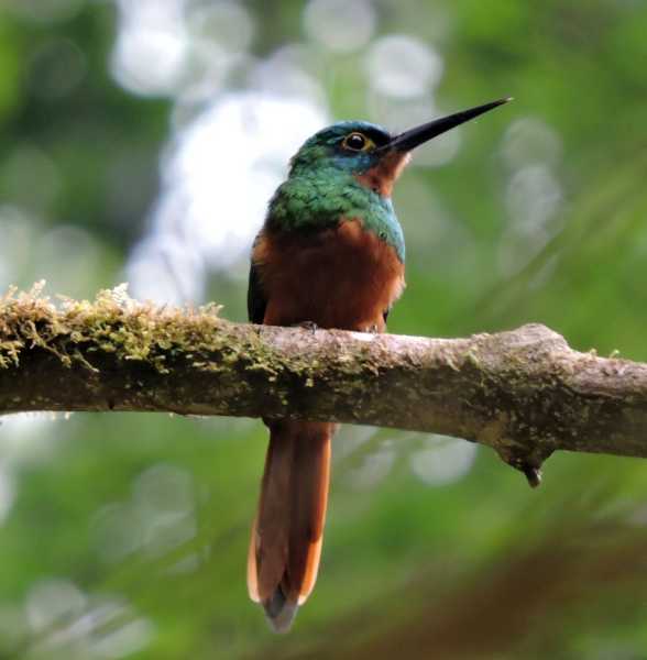 Эквадор, в натуре!  С юга на север через всю страну (февраль 2026)