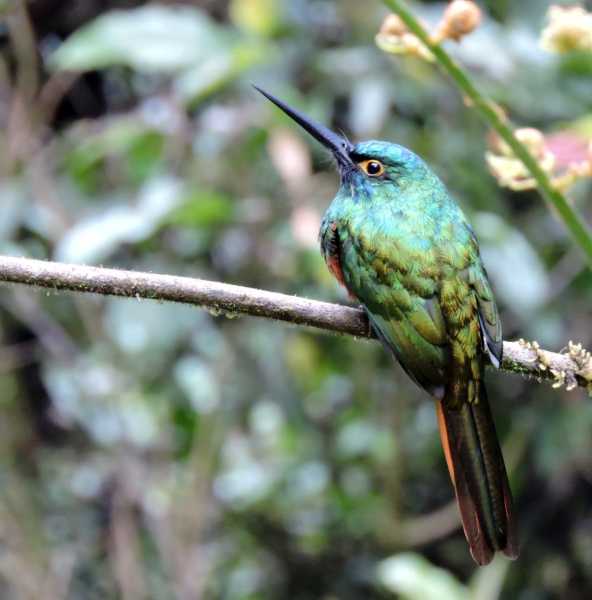Эквадор, в натуре!  С юга на север через всю страну (февраль 2026)