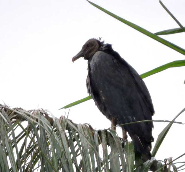 Колумбия-2025