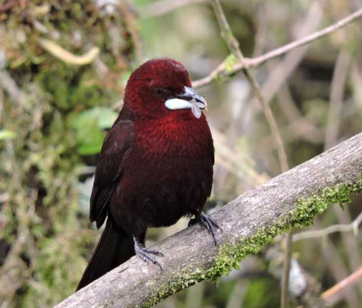 Колумбия-2025