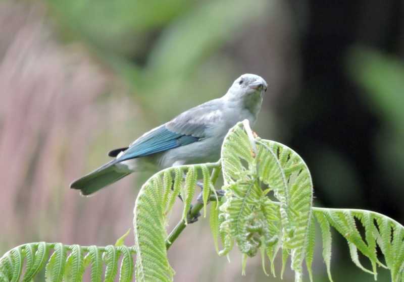 Колумбия-2025