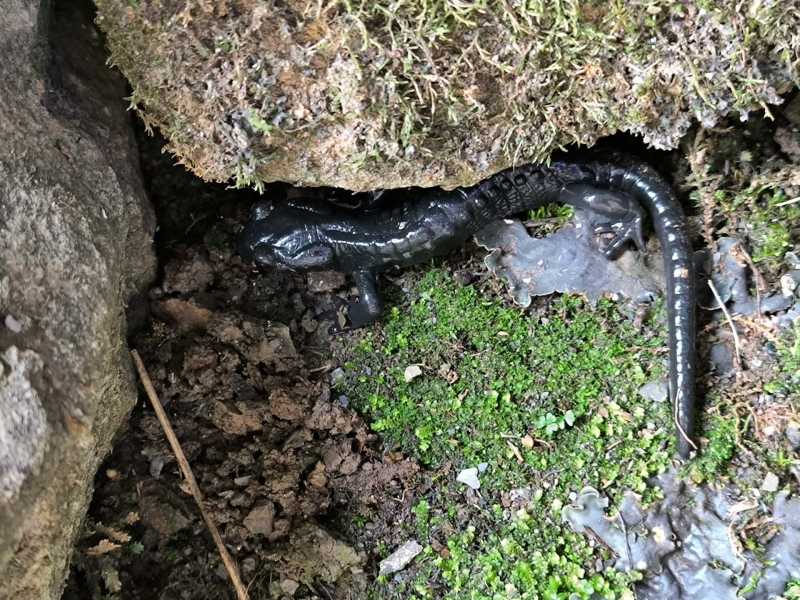 Триста горных километров и три оперы
