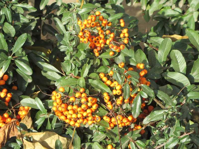 Потюленим в Загребе? Ноябрь 2021