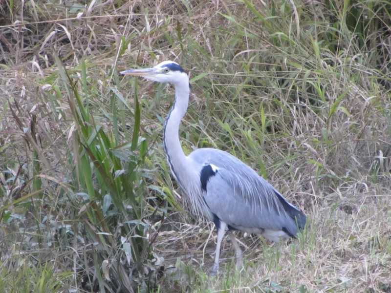 Потюленим в Загребе? Ноябрь 2021