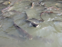 Заметки о первой самостоятельной поездке в Азию (БКК – Анкор – Пукет – Пи-Пи – Краби)