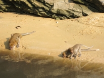 Заметки о первой самостоятельной поездке в Азию (БКК – Анкор – Пукет – Пи-Пи – Краби)